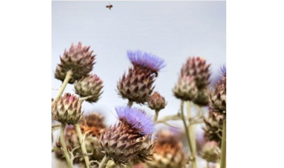 Eine Distel verändert die Welt