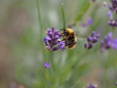 Bienen schützen und Zukunft sichern